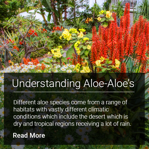 Understand the different aloe species that come from a range of habitats with vastly different climatic conditions from dry to tropical regions