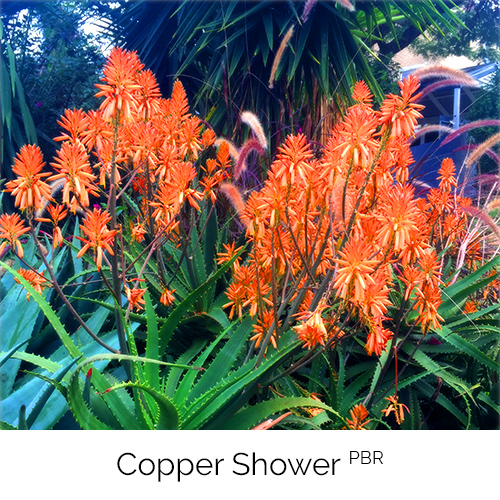 Aloe Copper Shower