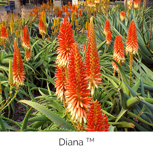 Aloe Diana