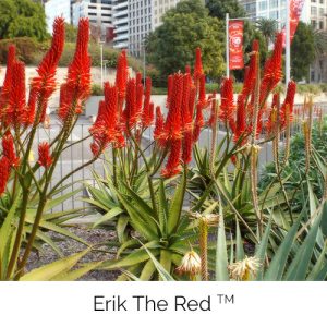 Erik the Red - The tall proud red