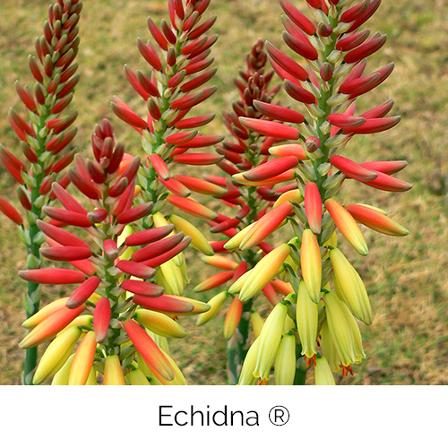 Aloe Echidna