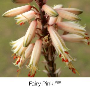 Fairy Pink - White with a sprinkle of fairy dust