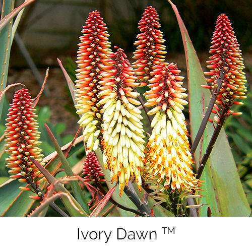 Aloe Ivory Dawn