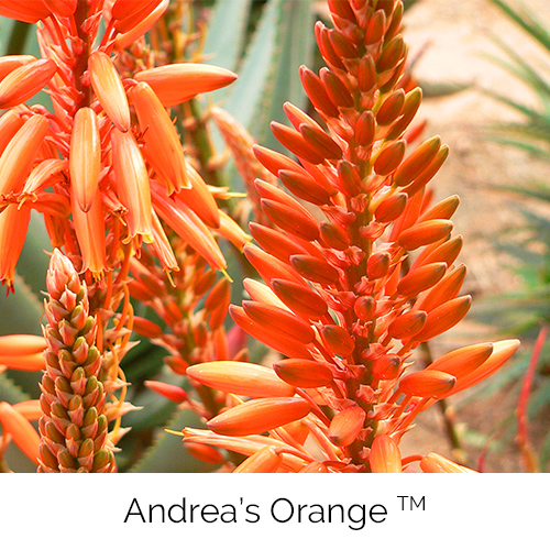 Aloe Andreas Orange