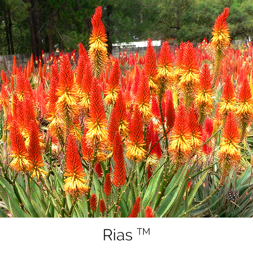 Aloe Rias