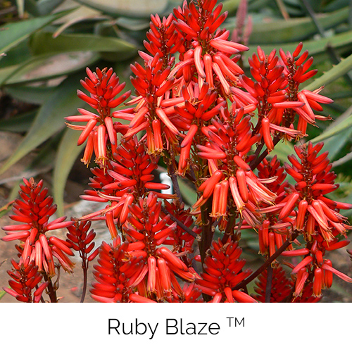 Aloe Ruby Blaze