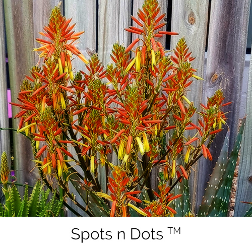 Aloe Spots n Dots