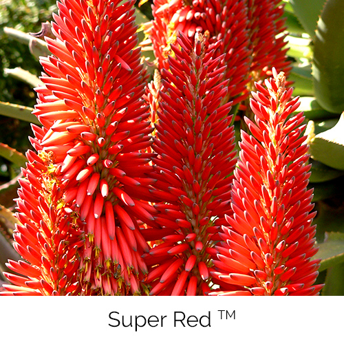 Aloe Super Red