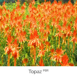 Topaz - The grass Aloe
