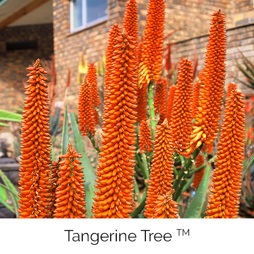 Aloe Tangerine Tree