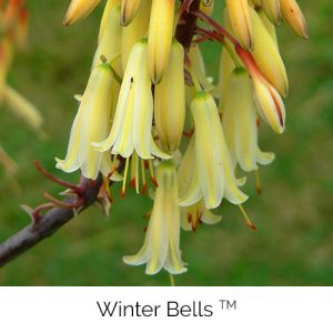 Winter Bells - Ring those winter bells