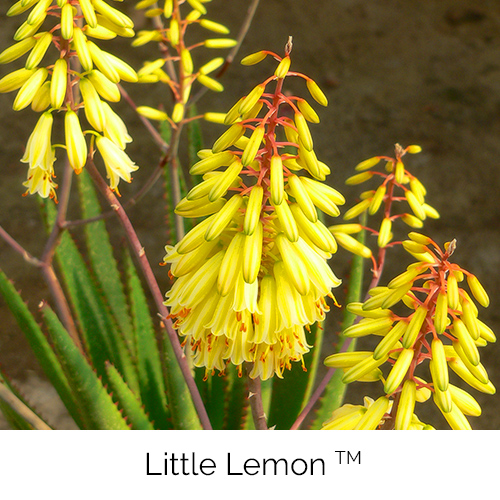 Aloe Little Lemon