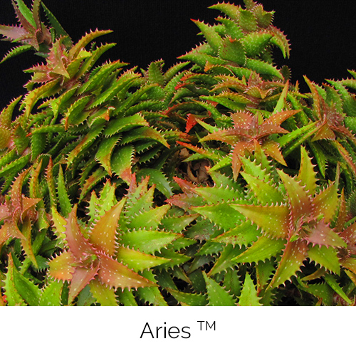 Aloe Aries
