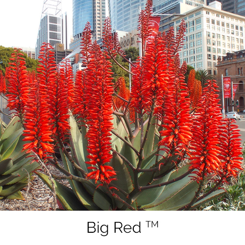 Aloe Big Red
