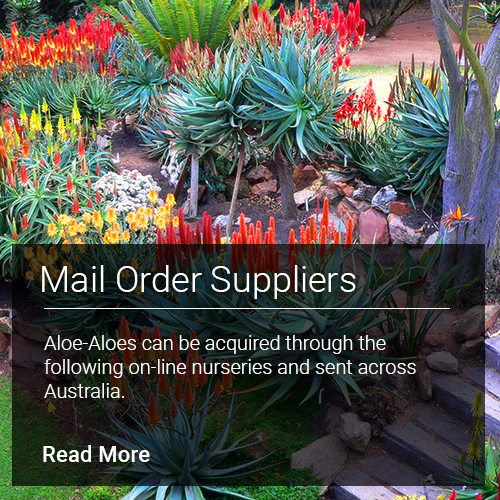 Mail Order Suppliers - Aloe-Aloes can be acquired through the following online nurseries and sent across Australia