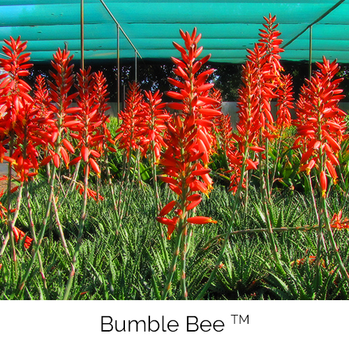 Aloe Bumble Bee
