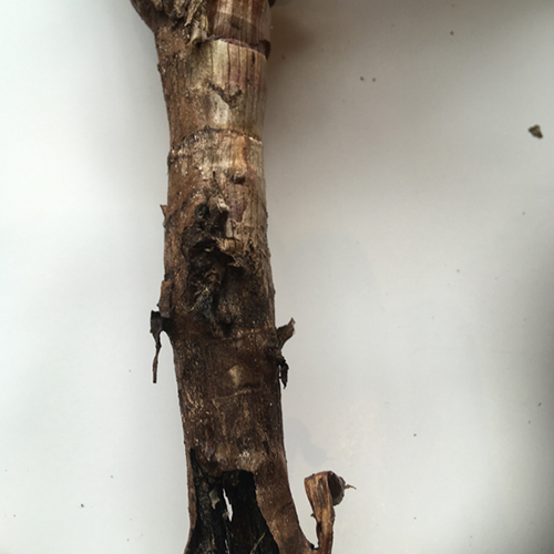 example of aloe root rot