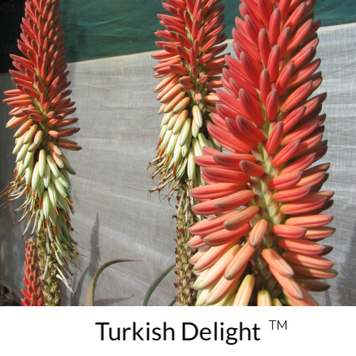 Aloe Turkish Delight